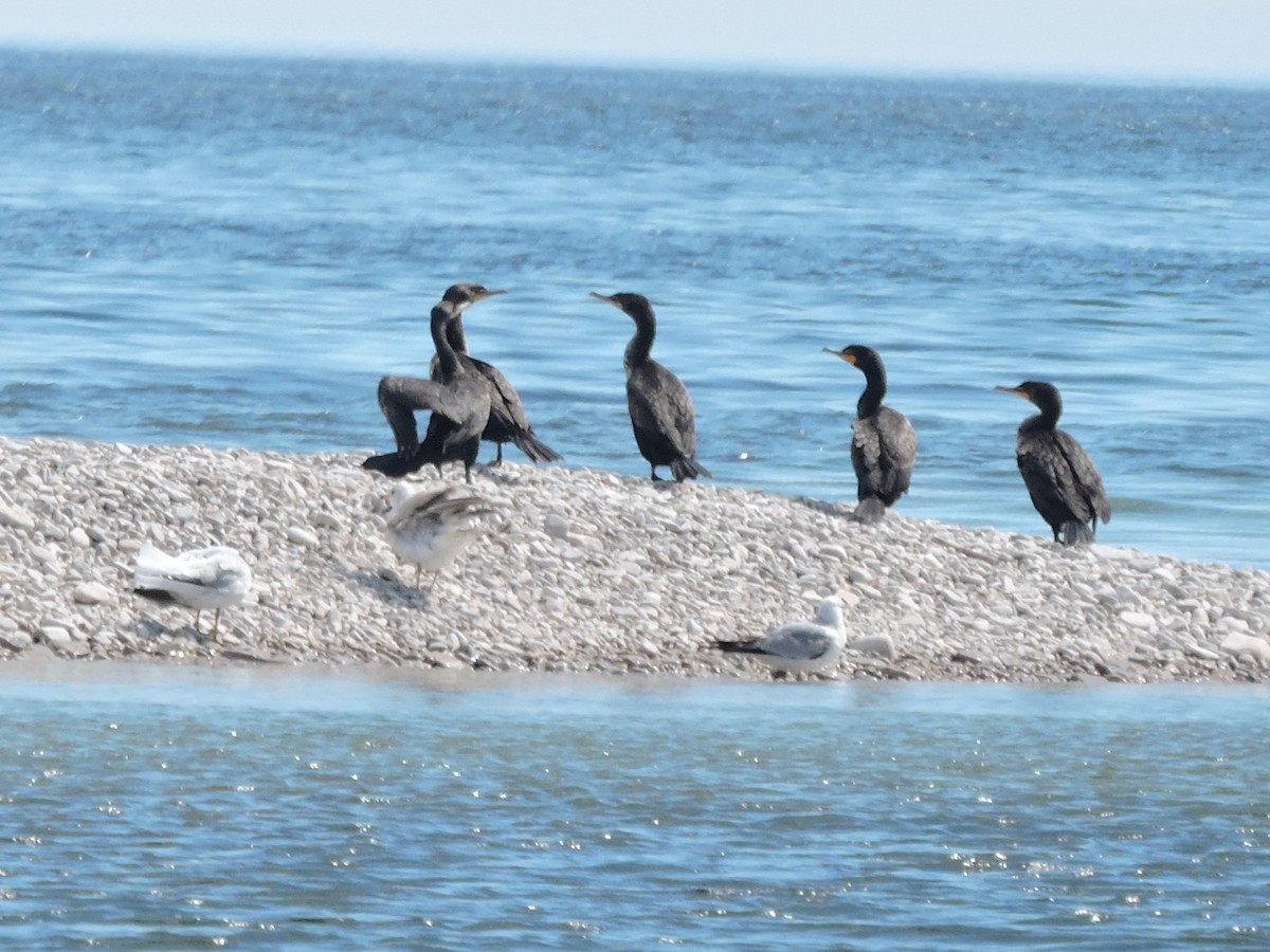 Cormoran à aigrettes - ML237651731