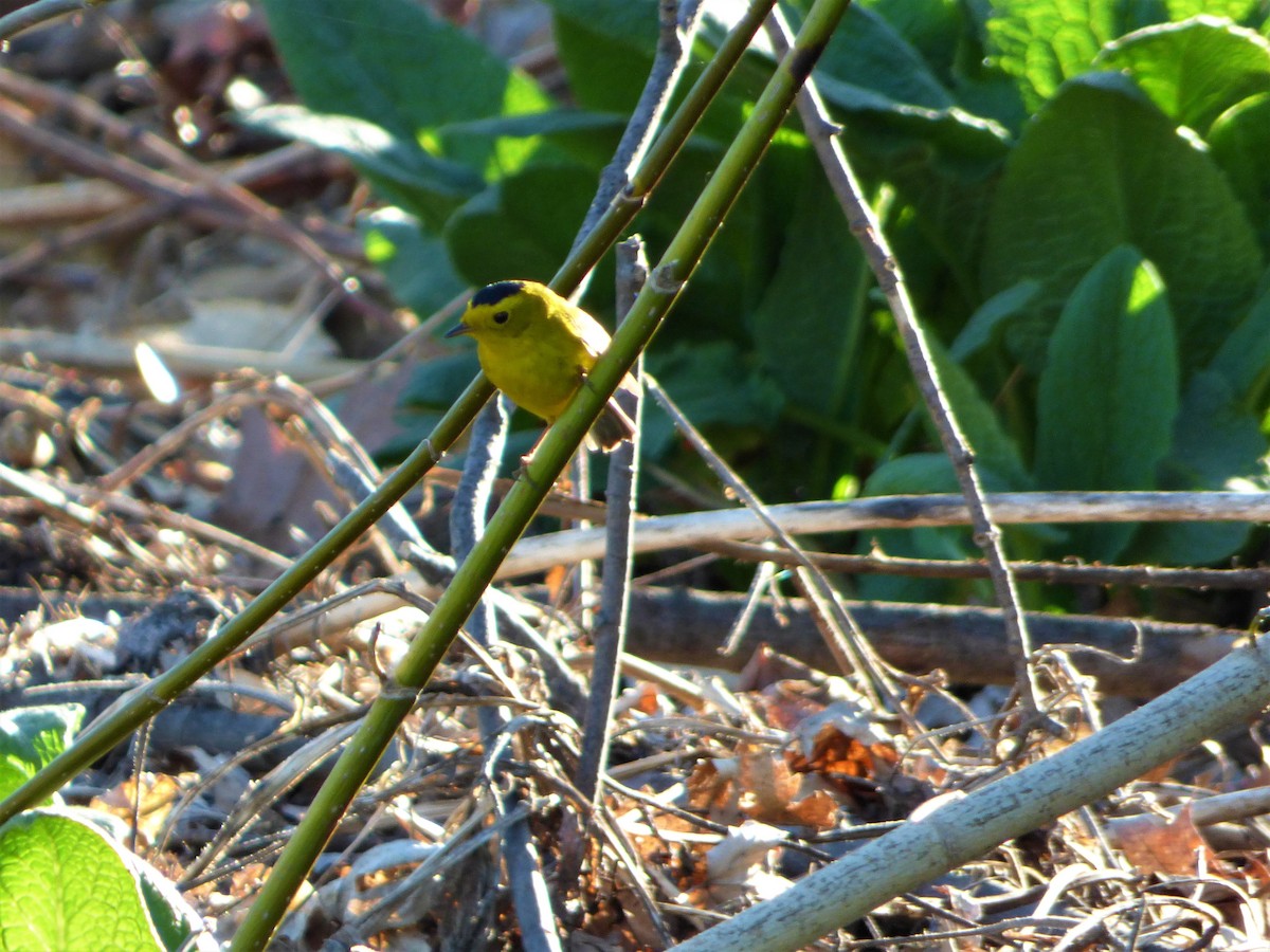 Wilson's Warbler - Patrice Blouin