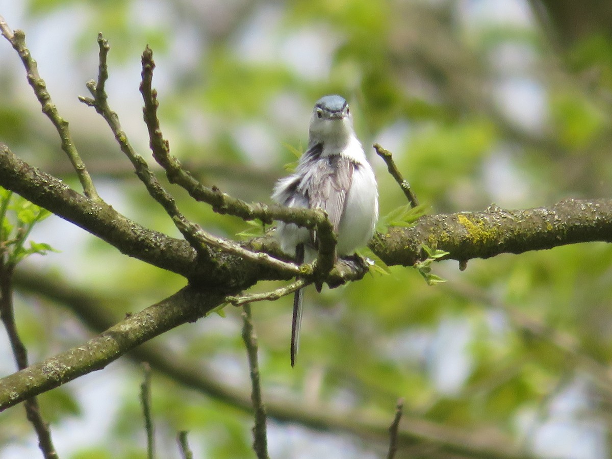 Blaumückenfänger - ML237651981