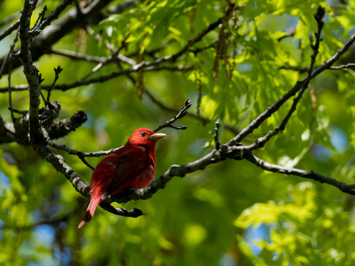 Summer Tanager - ML237652091