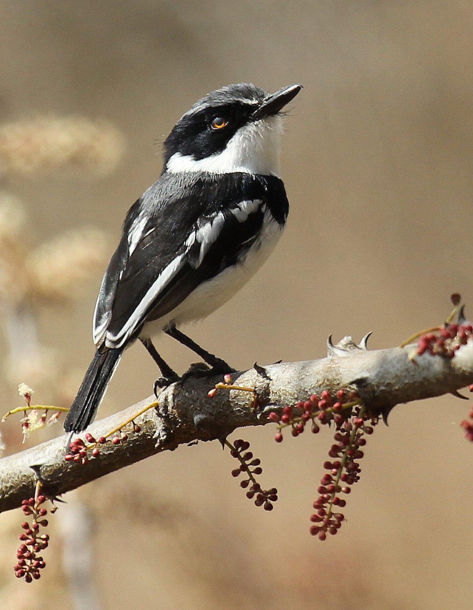 Pygmy Batis - Cathy Sheeter