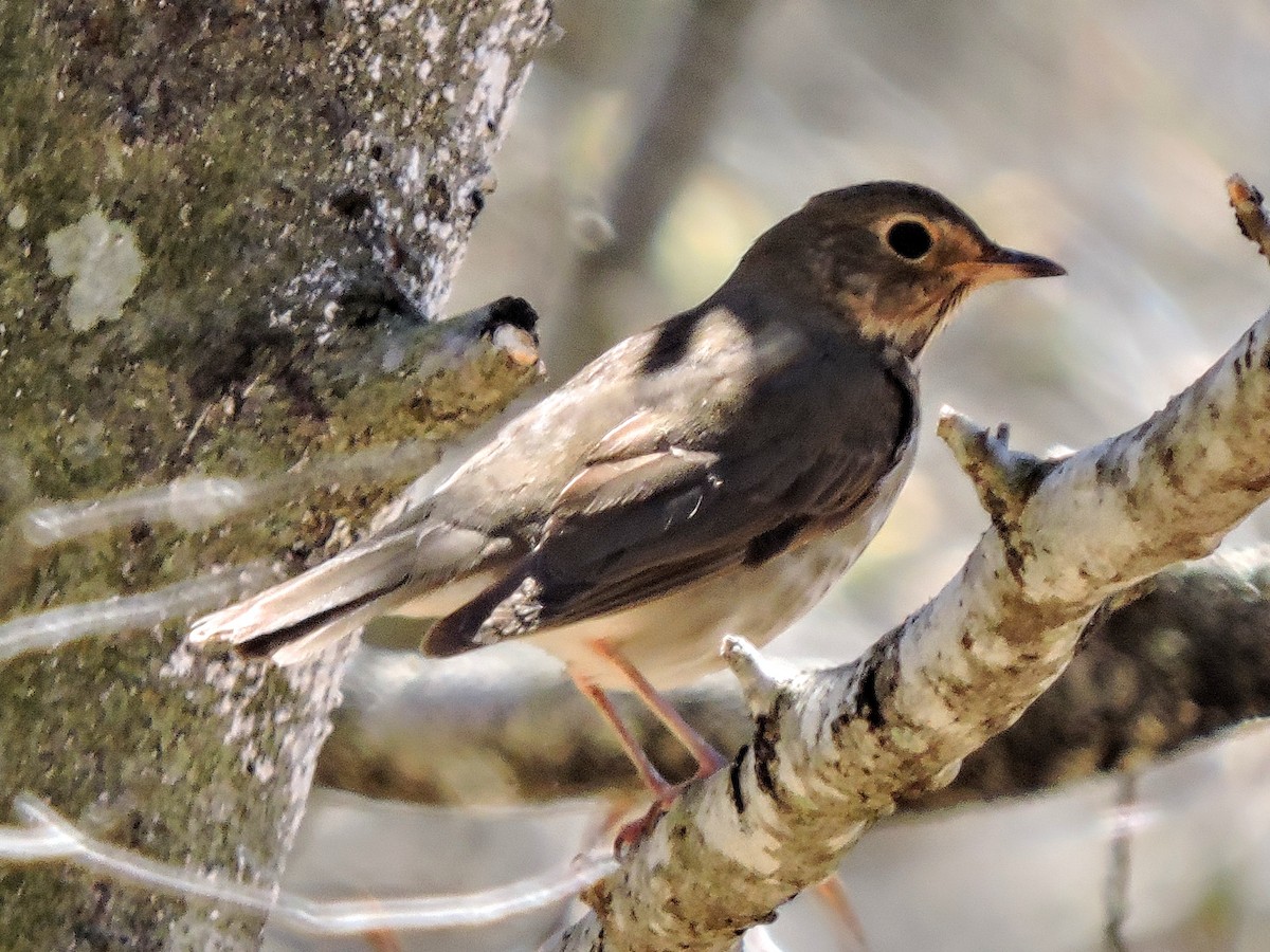 Swainson's Thrush - Melody Walsh