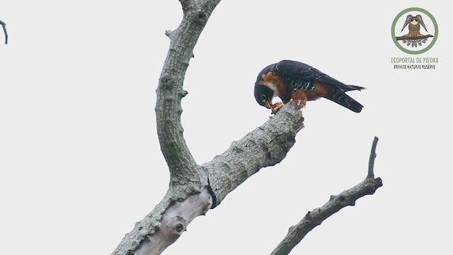 Orange-breasted Falcon - ML237652591