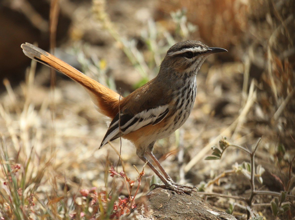 Red-backed Scrub-Robin - ML237652791