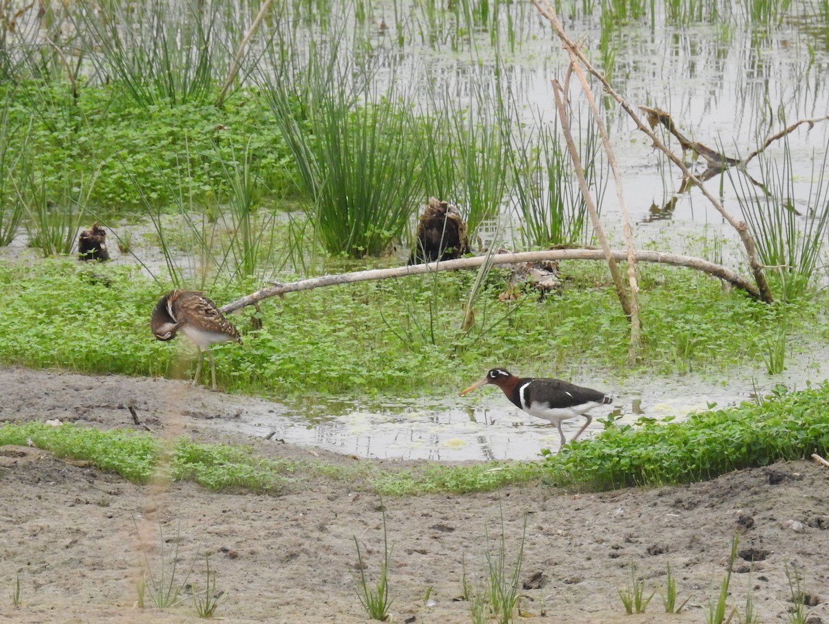 Greater Painted-Snipe - ML237653011