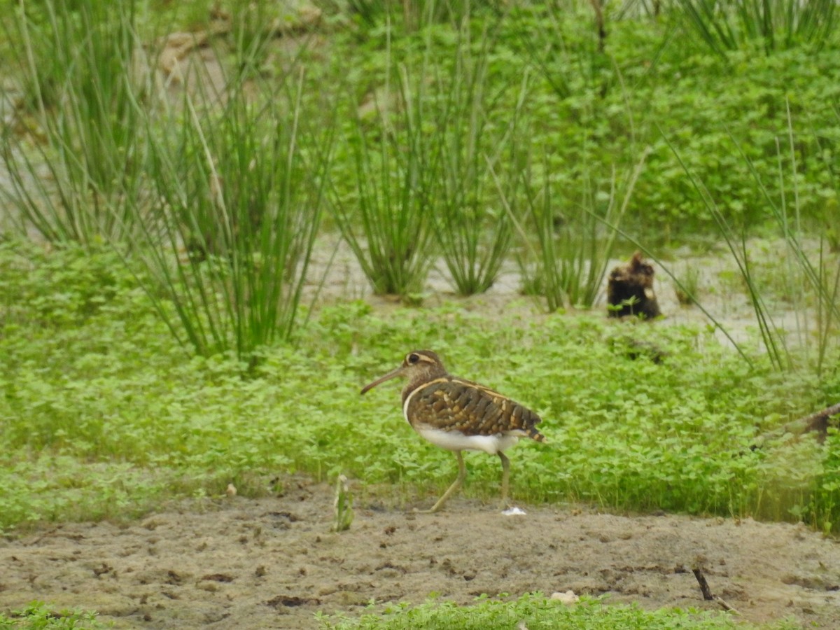 Greater Painted-Snipe - ML237653021
