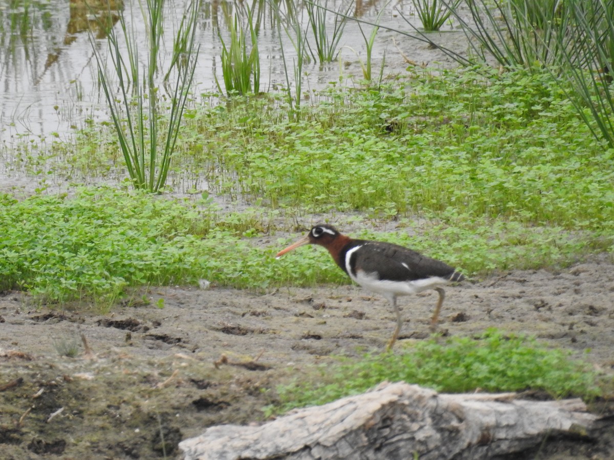 Greater Painted-Snipe - ML237653031