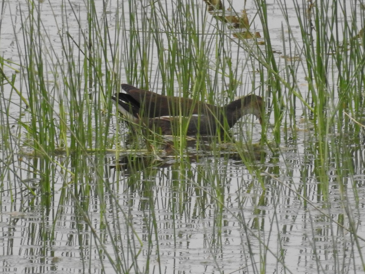 Eurasian Moorhen - ML237653201