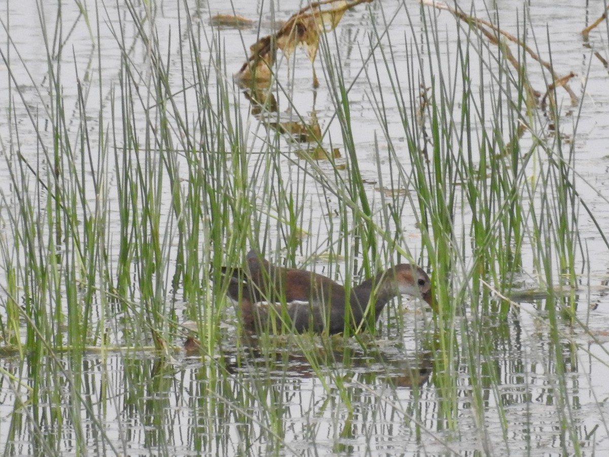 Eurasian Moorhen - ML237653211