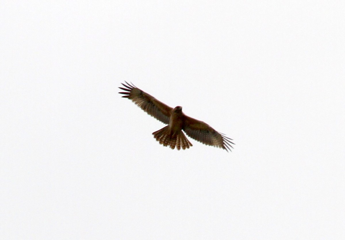 Bonelli's Eagle - ML237653981