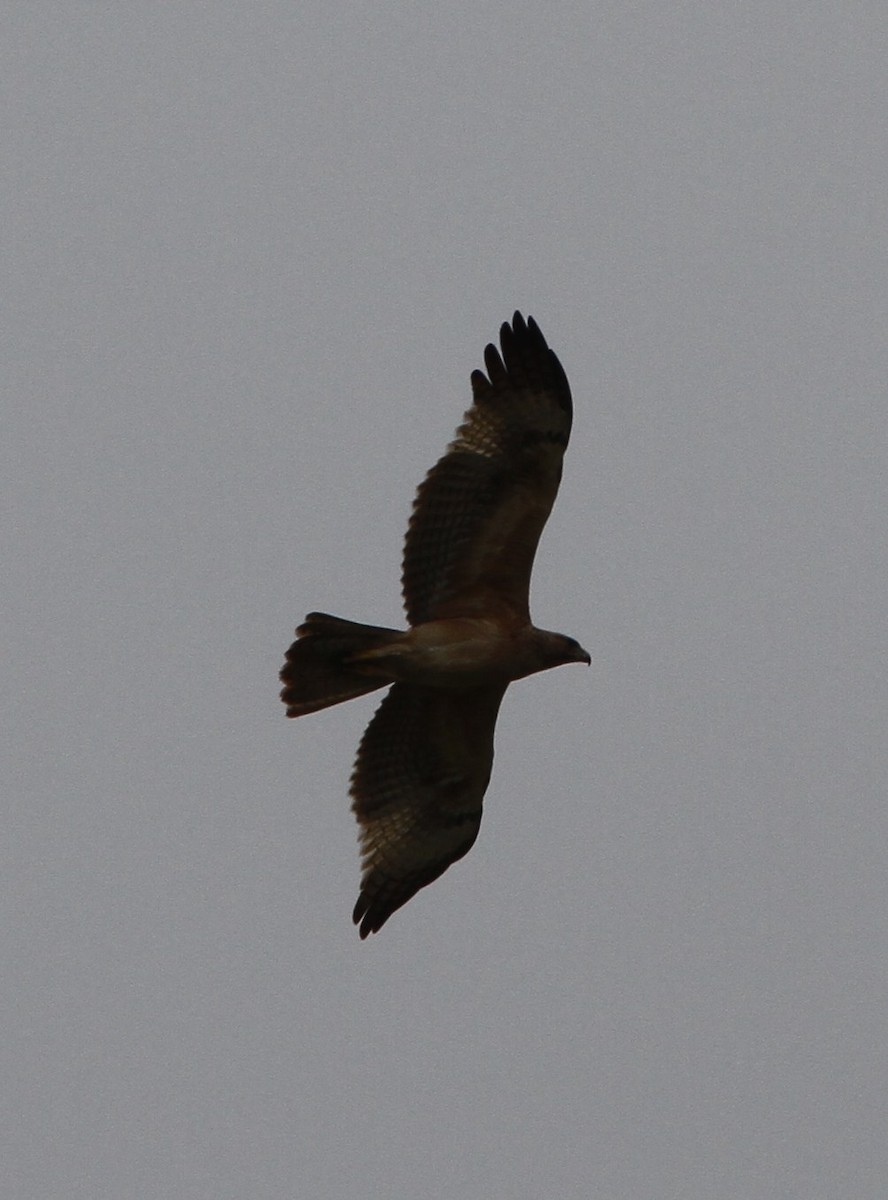 Bonelli's Eagle - ML237654011
