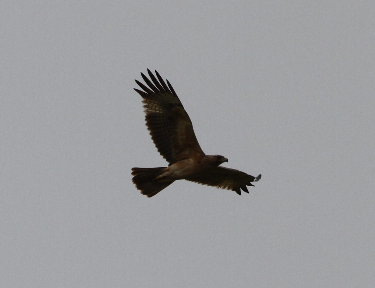 Bonelli's Eagle - ML237654041