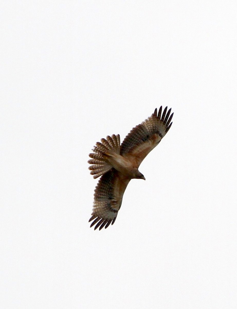 Bonelli's Eagle - ML237654051