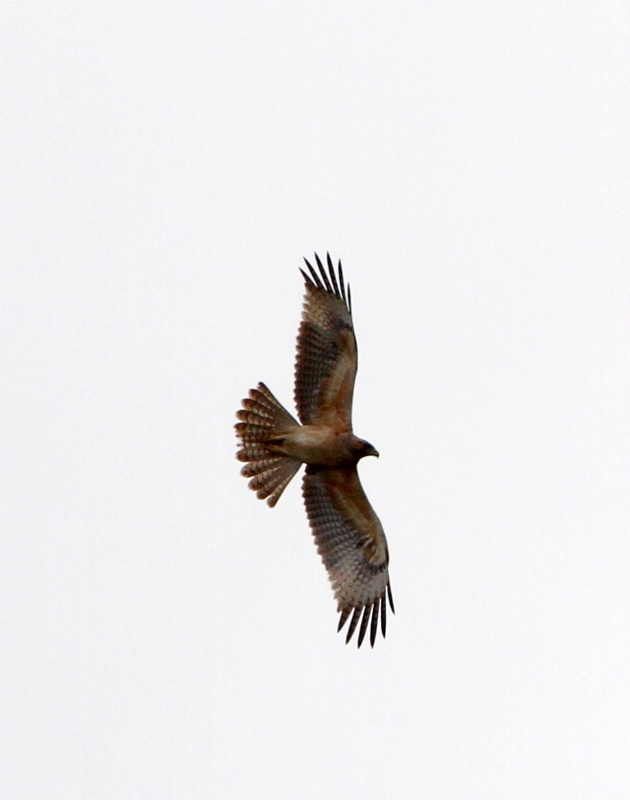 Bonelli's Eagle - ML237654071
