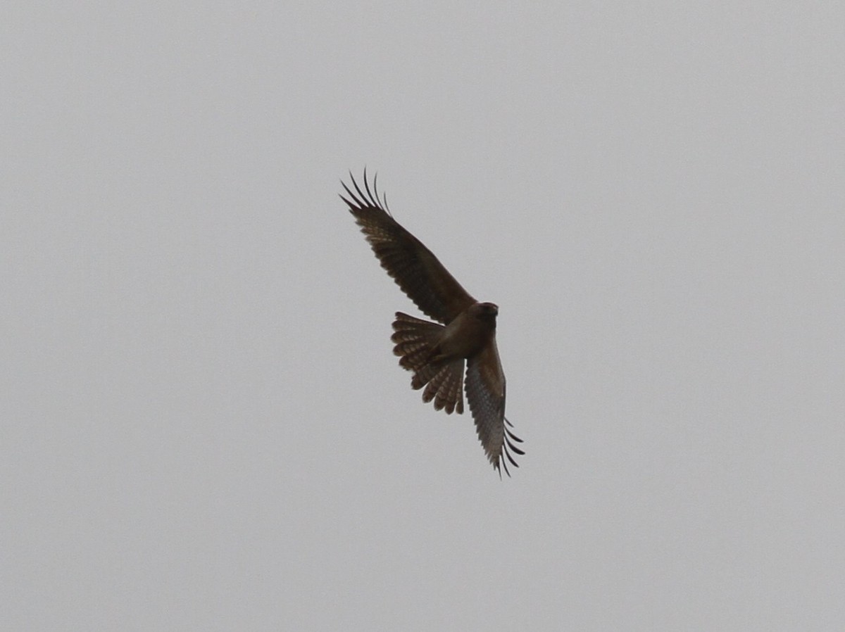 Bonelli's Eagle - ML237654091