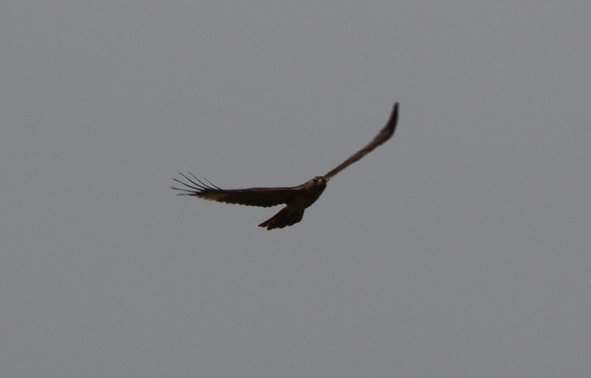 Bonelli's Eagle - ML237654111