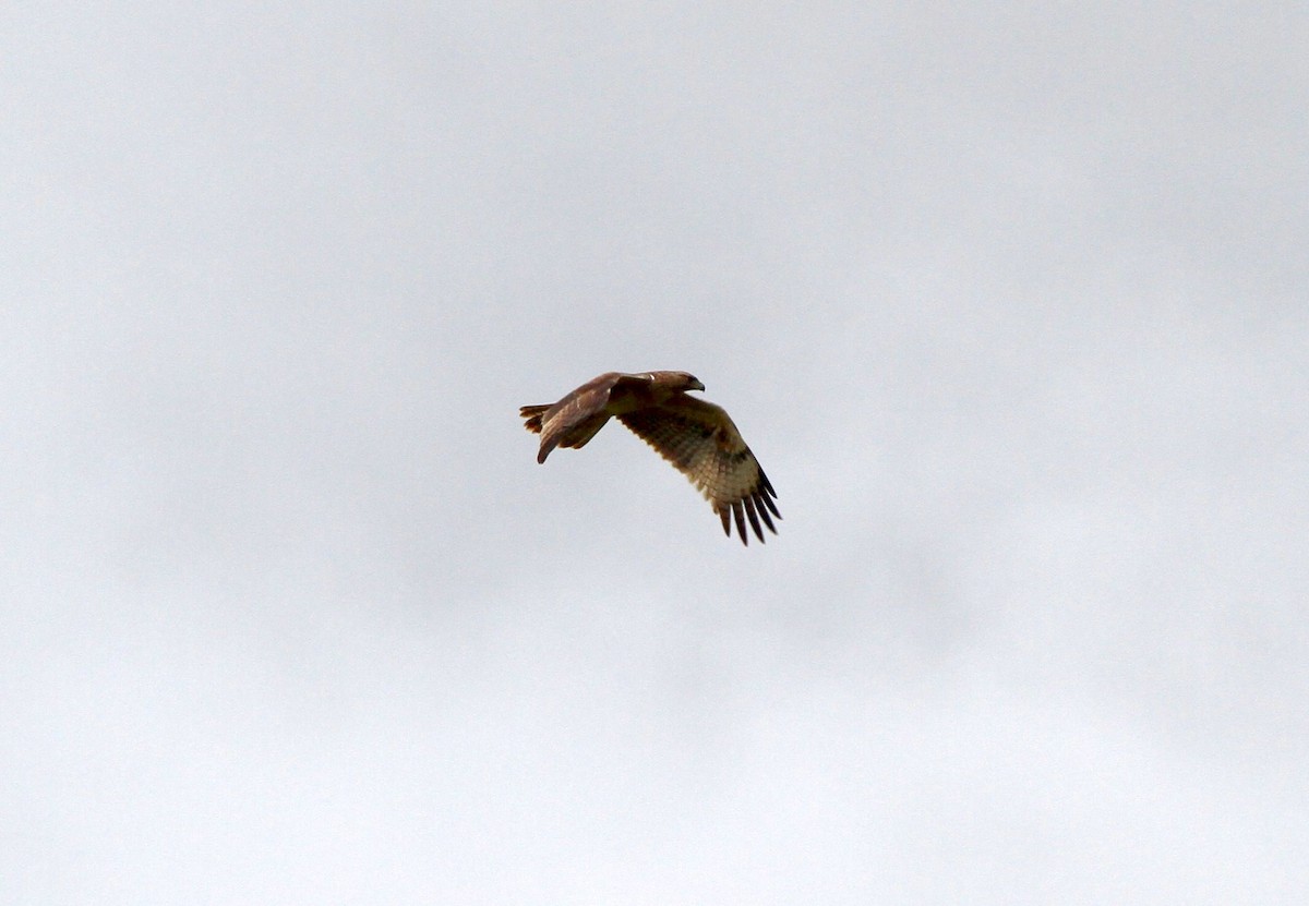 Bonelli's Eagle - ML237654121