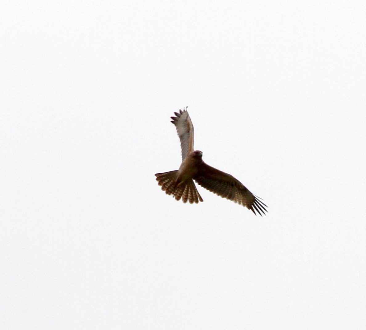 Bonelli's Eagle - Colin Trainor