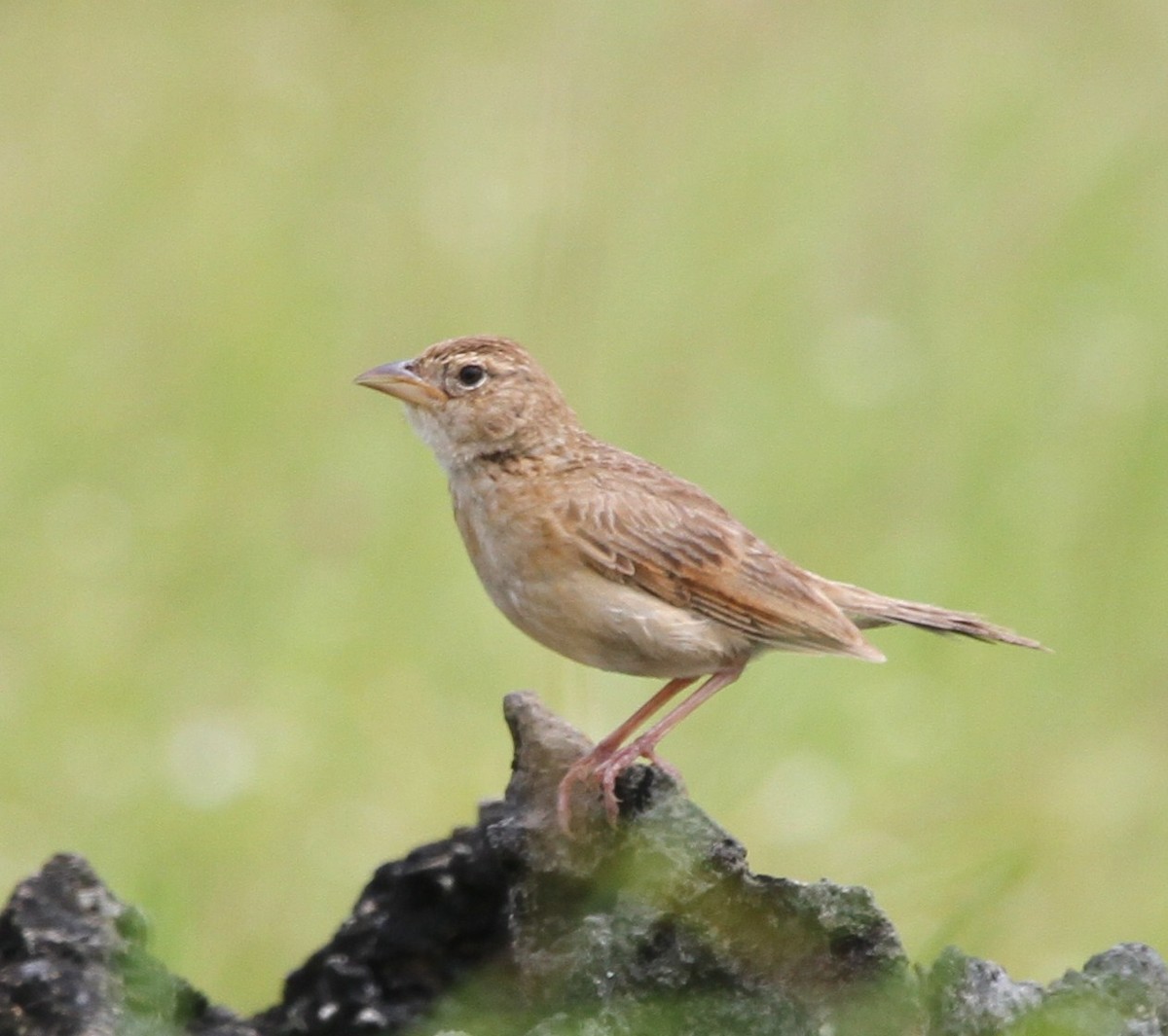 Singing Bushlark (Australasian) - ML237654571