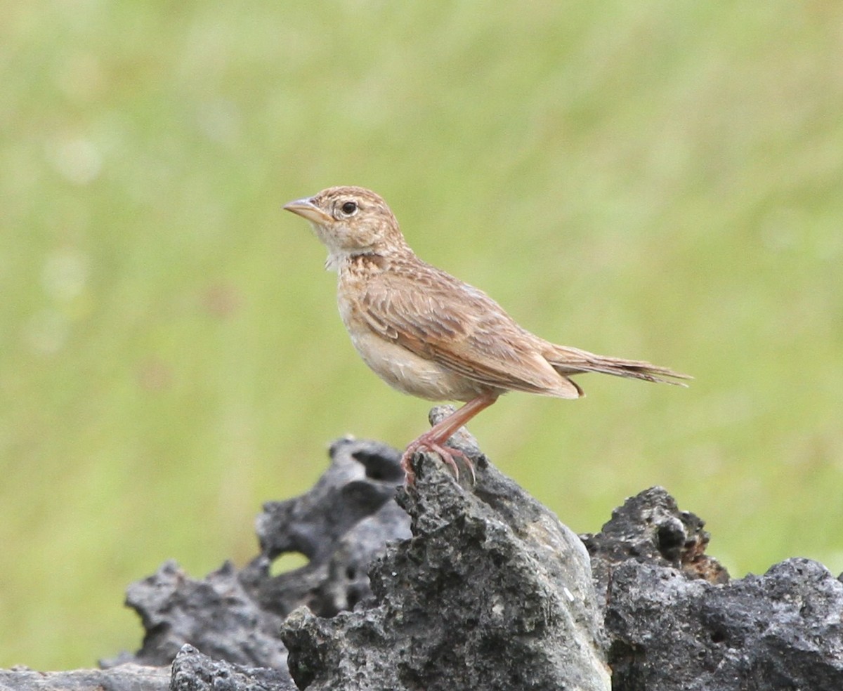 Singing Bushlark (Australasian) - ML237654581