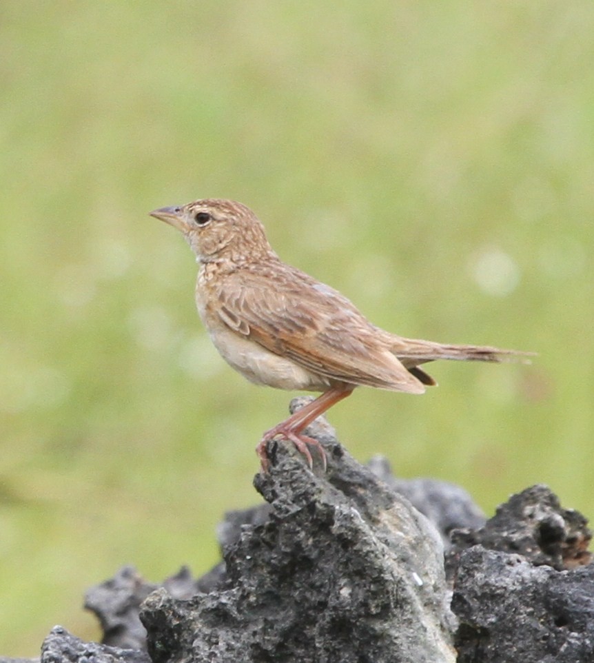 Singing Bushlark (Australasian) - Colin Trainor