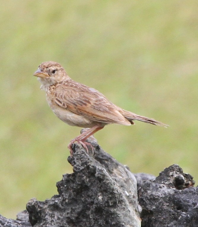 Singing Bushlark (Australasian) - ML237654621