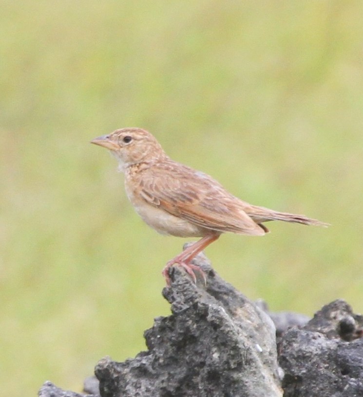 Singing Bushlark (Australasian) - ML237654641