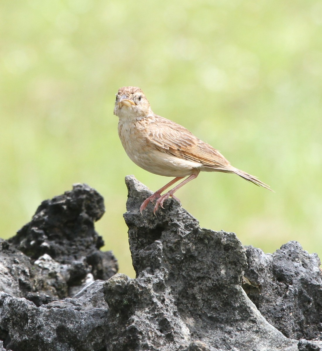 Singing Bushlark (Australasian) - ML237654691
