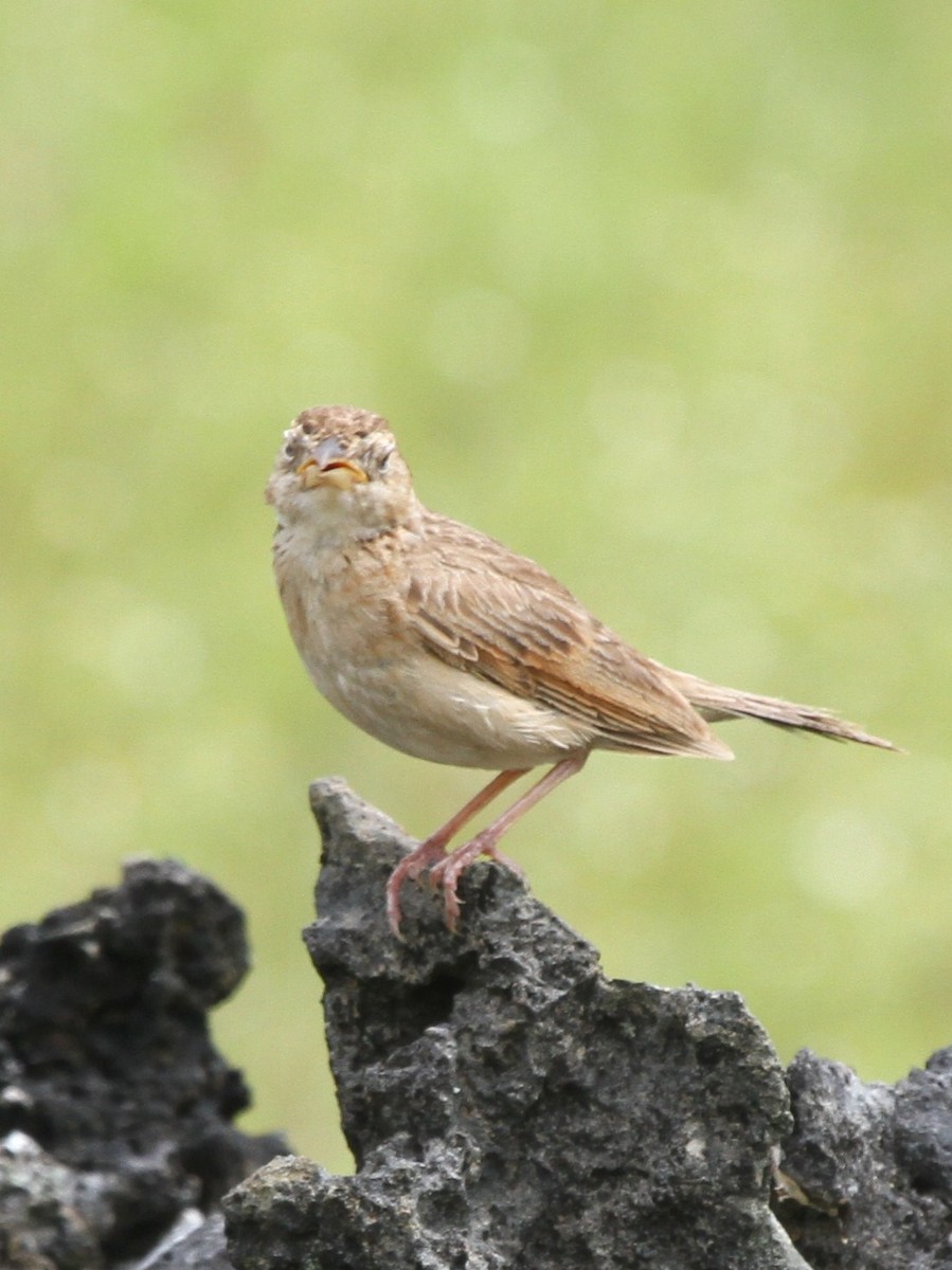 Singing Bushlark (Australasian) - ML237654711
