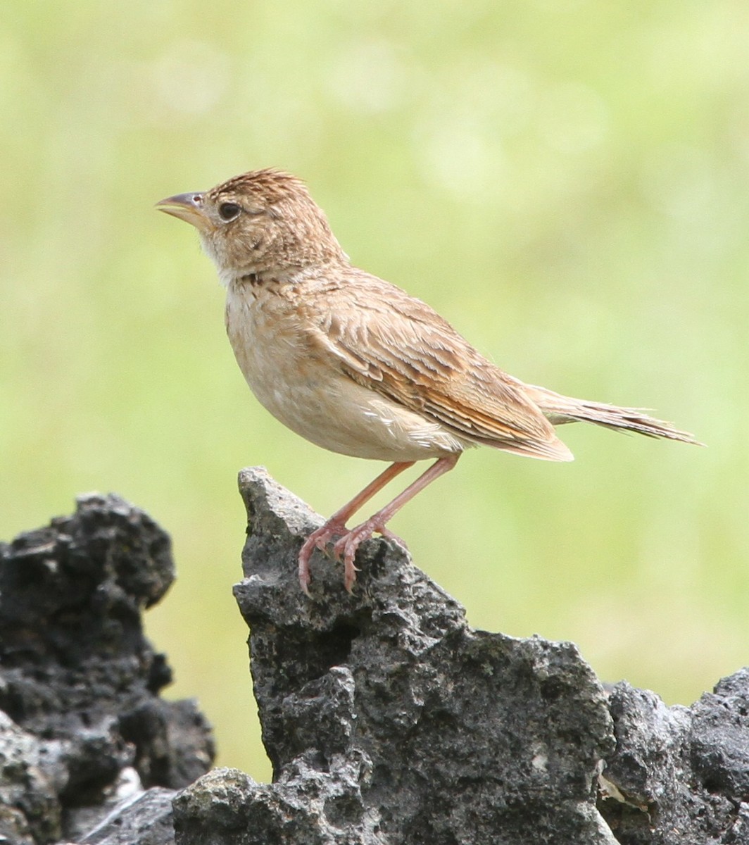 Singing Bushlark (Australasian) - ML237654721