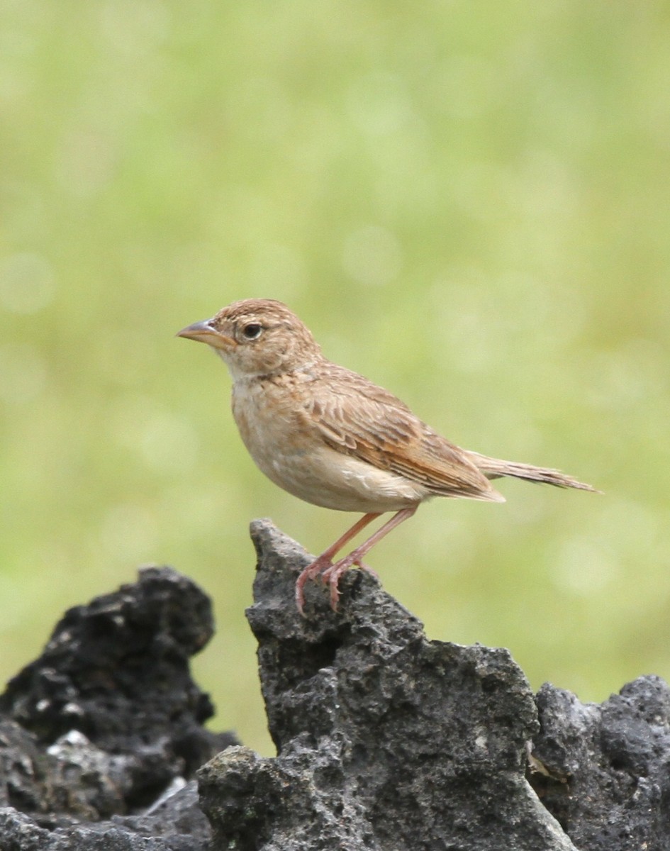 Singing Bushlark (Australasian) - ML237654741
