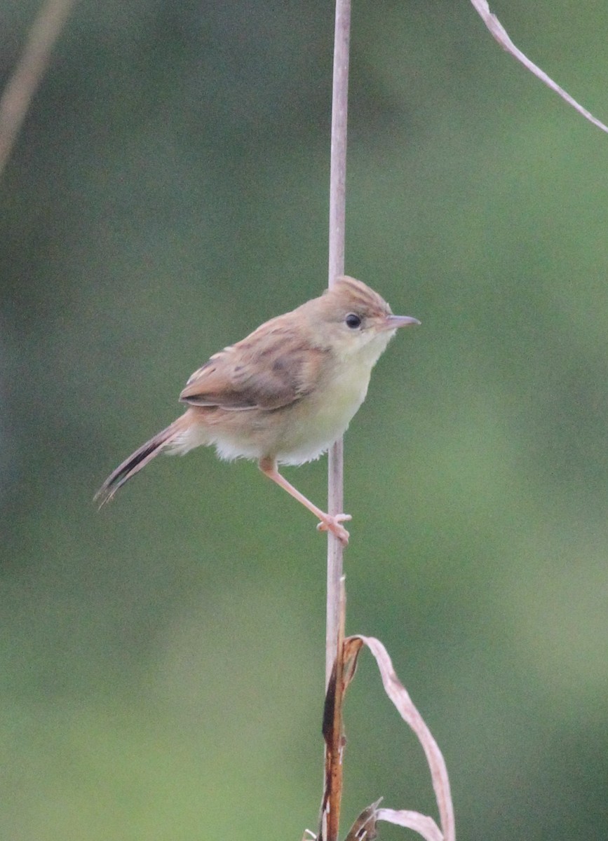 Zitting Cisticola - ML237654941
