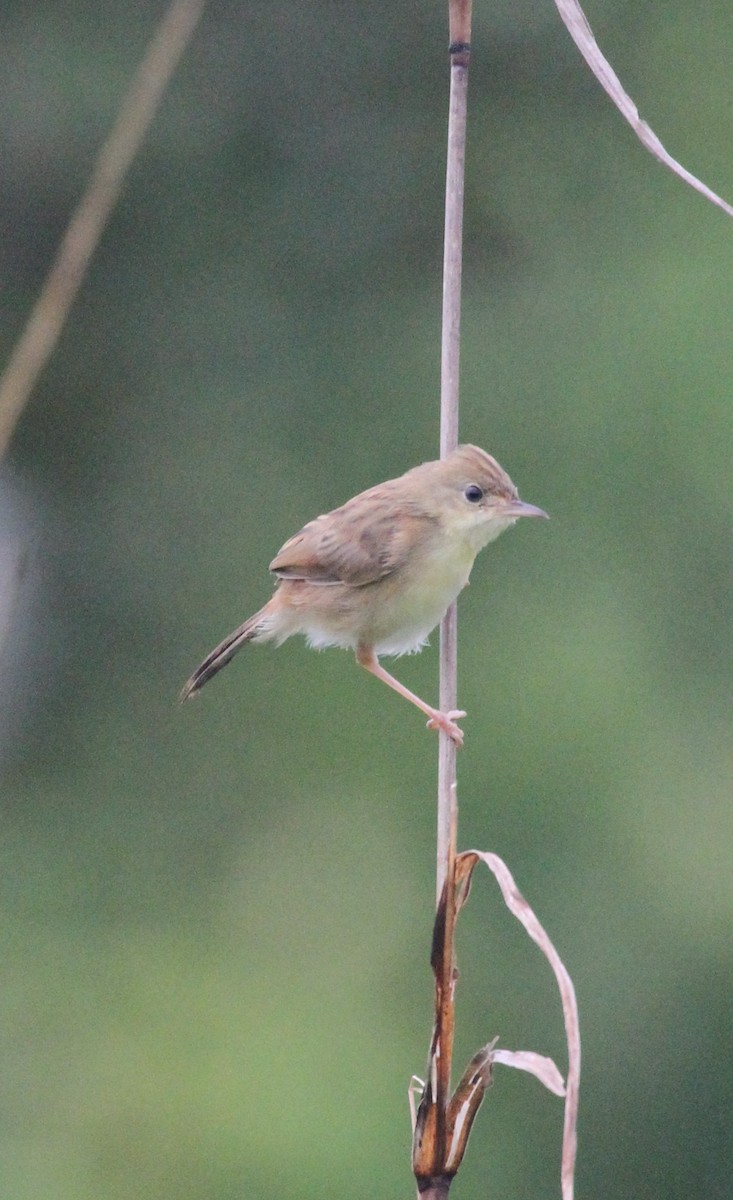 Zitting Cisticola - ML237654951