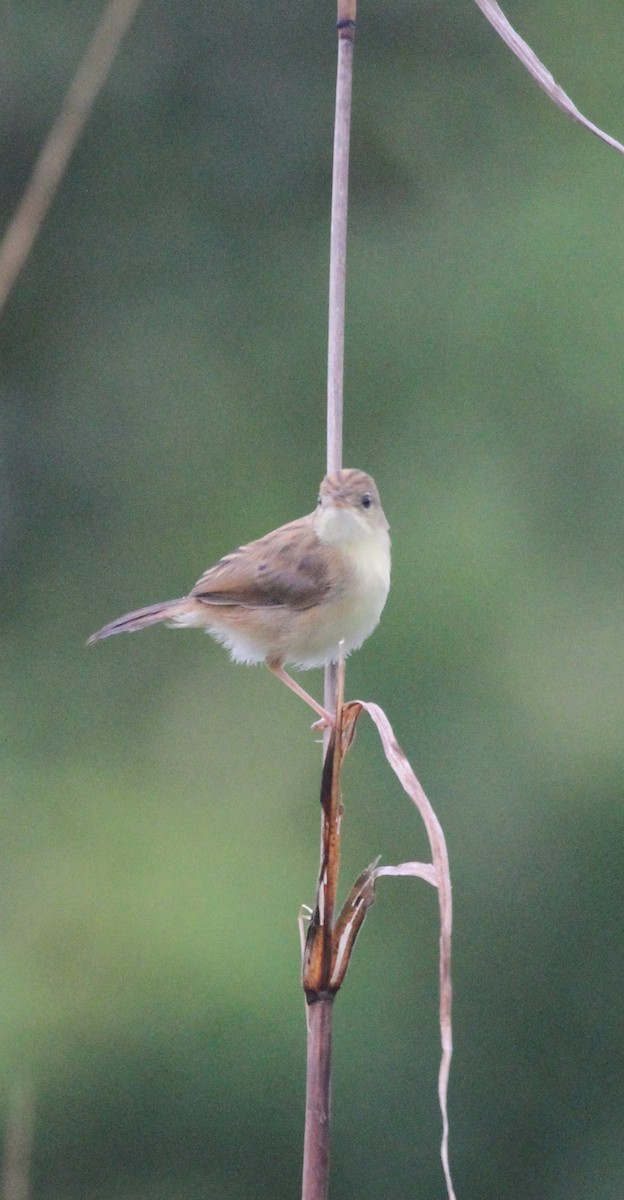 Zitting Cisticola - ML237654961