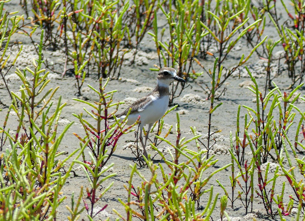 Wilson's Plover - Tira Overstreet