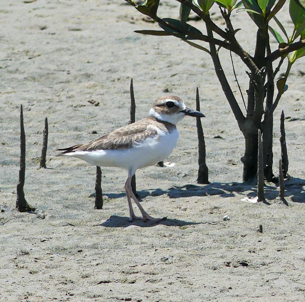 Wilson's Plover - Tira Overstreet