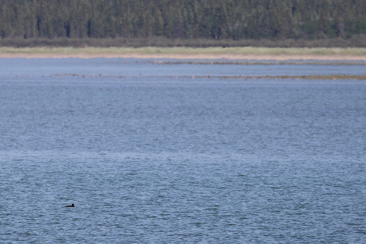 Black Scoter - Cameron Eckert