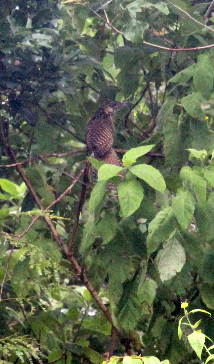 Pheasant Coucal (Timor) - ML237655921