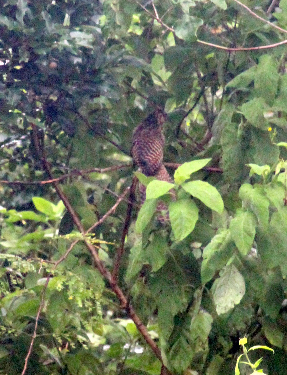 Pheasant Coucal (Timor) - ML237655931