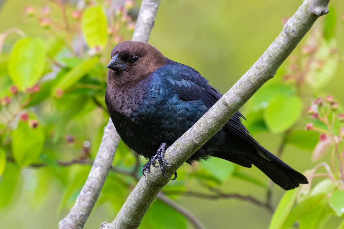 Brown-headed Cowbird - ML237656391