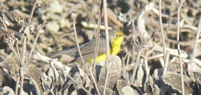 Canada Warbler - ML23765641