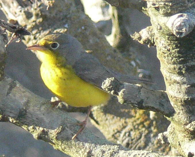 Canada Warbler - SBA County Historical Records