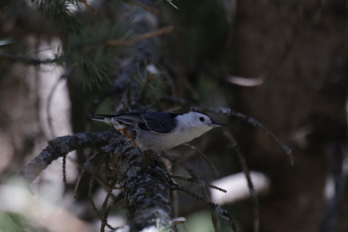 White-breasted Nuthatch - ML237658011