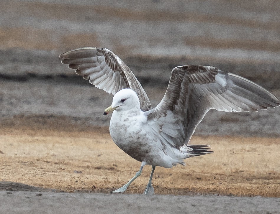 California Gull - ML237658141