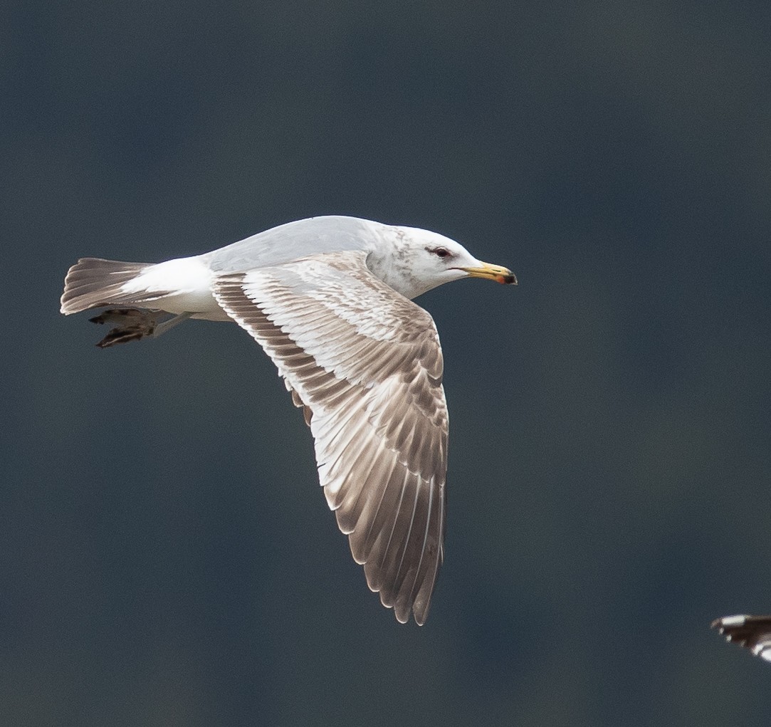 California Gull - ML237658201