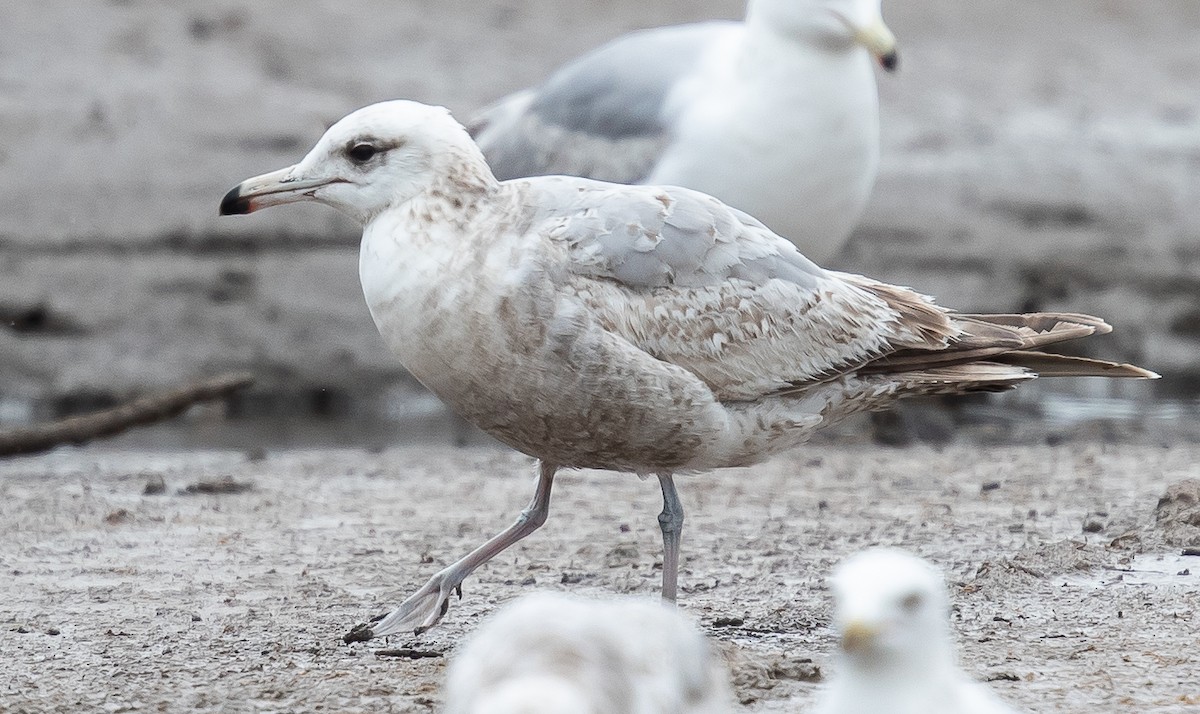 California Gull - ML237658251