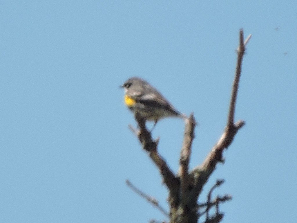 Yellow-rumped Warbler - ML237658661