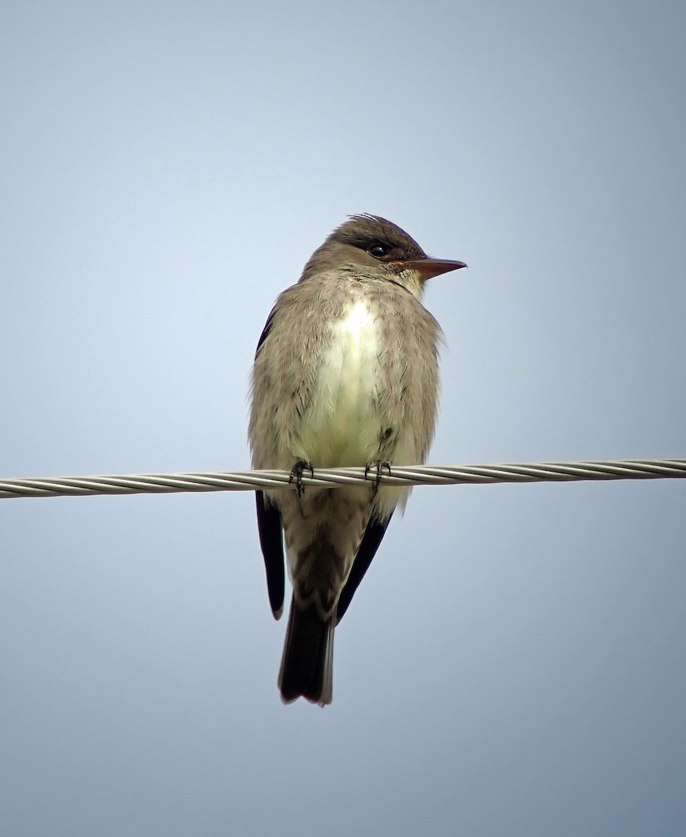 Olive-sided Flycatcher - ML237659581