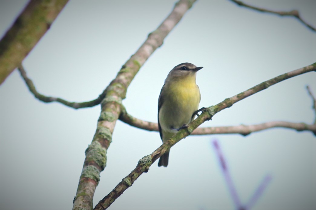 Philadelphia Vireo - James Kerner