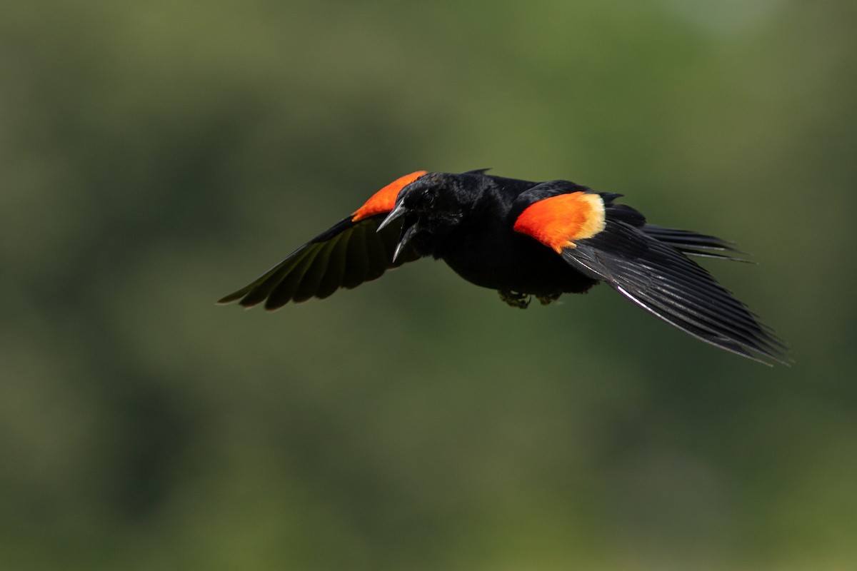 Red-winged Blackbird - Tom Blevins